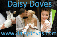 Daisy Doves 1098019 Image 1